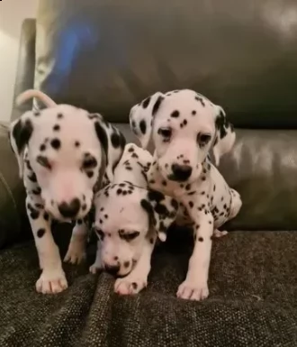dalmata ditre mesi