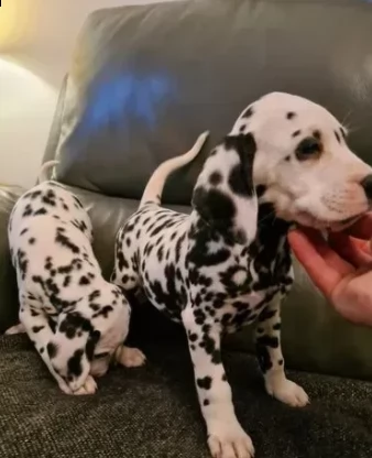 dalmata ditre mesi | Foto 0