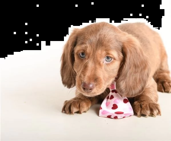  adorabili cuccioli di bassotto.