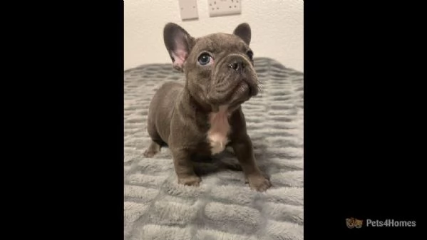 2 bulldog francesi - solo altri  | Foto 2