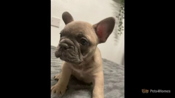 2 bulldog francesi - solo altri  | Foto 1