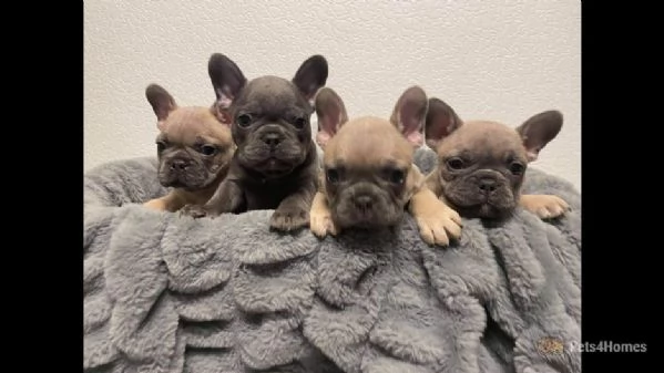 2 bulldog francesi - solo altri  | Foto 0