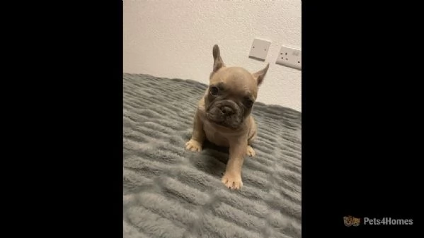 2 bulldog francesi - solo altri 