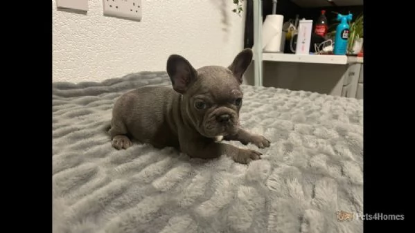 bulldog francese registrato ckc | Foto 2