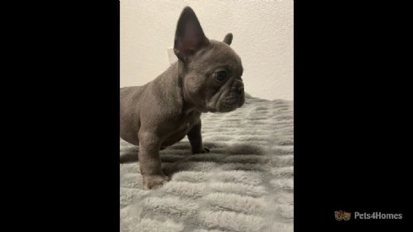 bulldog francese registrato ckc | Foto 1
