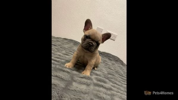 bulldog francese registrato ckc | Foto 0