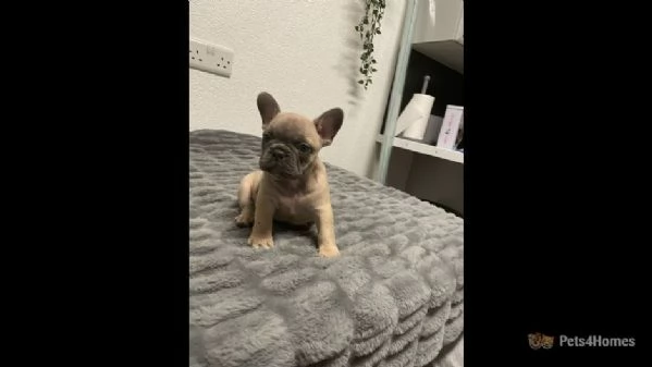 bulldog francese registrato ckc