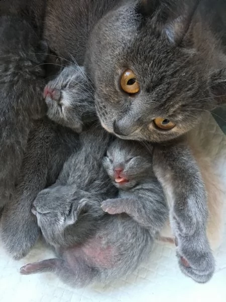 prenotasi cuccioli british short hair