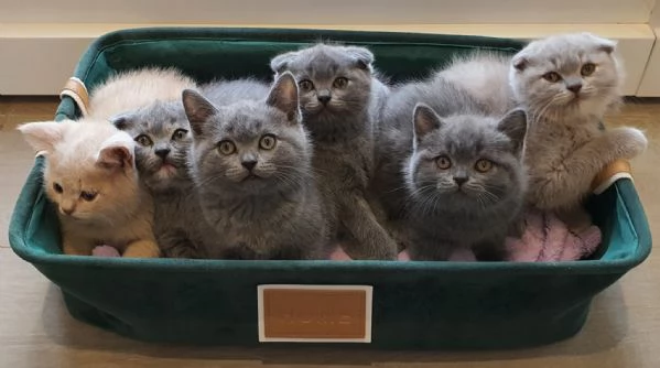 prenotasi cuccioli british short hair | Foto 6