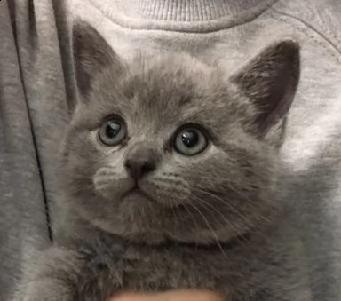 prenotasi cuccioli british short hair | Foto 5