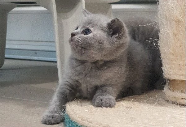 prenotasi cuccioli british short hair | Foto 4