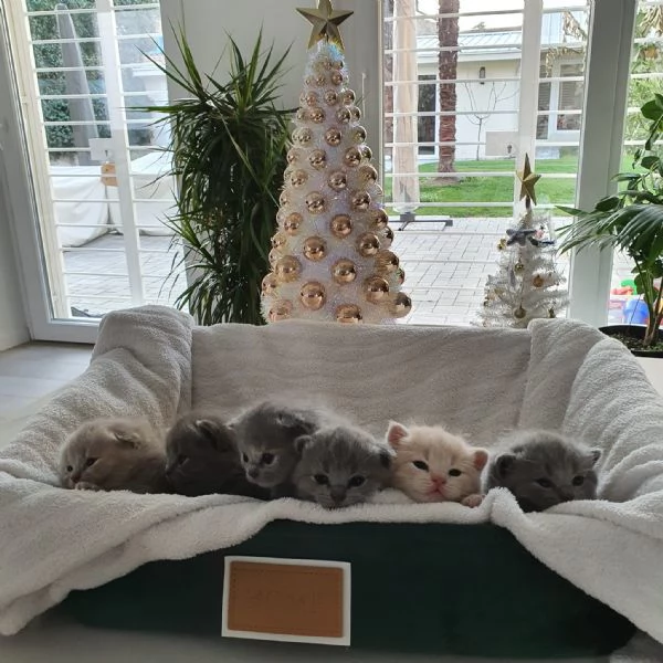 prenotasi cuccioli british short hair | Foto 3