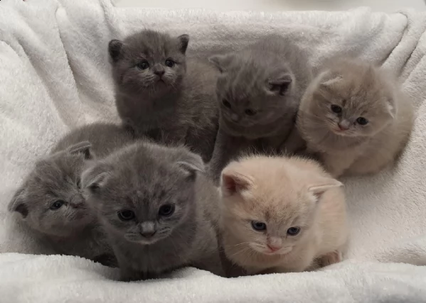 prenotasi cuccioli british short hair | Foto 2