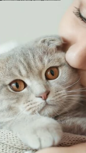 prenotasi cuccioli british short hair | Foto 1