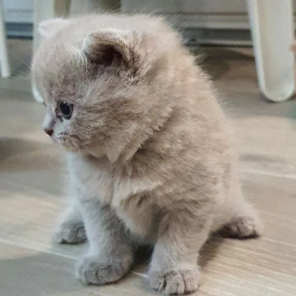 prenotasi cuccioli british short hair | Foto 0