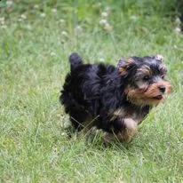 disponibili cuccioli di yorkshire terrier. | Foto 3