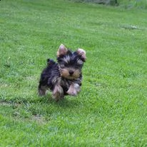 disponibili cuccioli di yorkshire terrier.