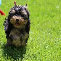 disponibili cuccioli di yorkshire terrier. | Foto 2