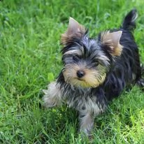 disponibili cuccioli di yorkshire terrier. | Foto 1