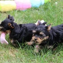 disponibili cuccioli di yorkshire terrier. | Foto 0