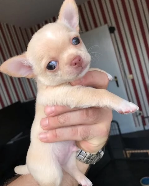 bellissimi cuccioli chihuahua  | Foto 5