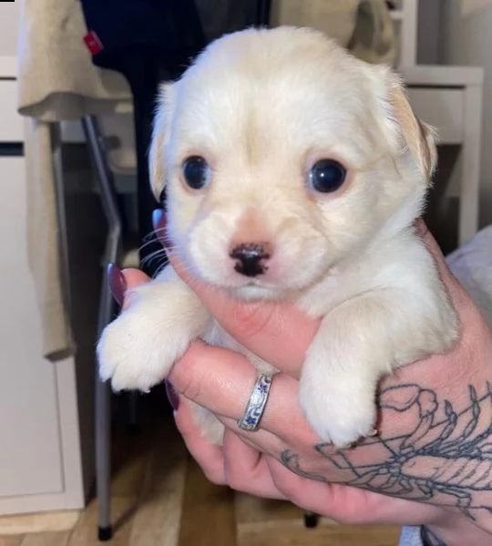 bellissimi cuccioli chihuahua  | Foto 4