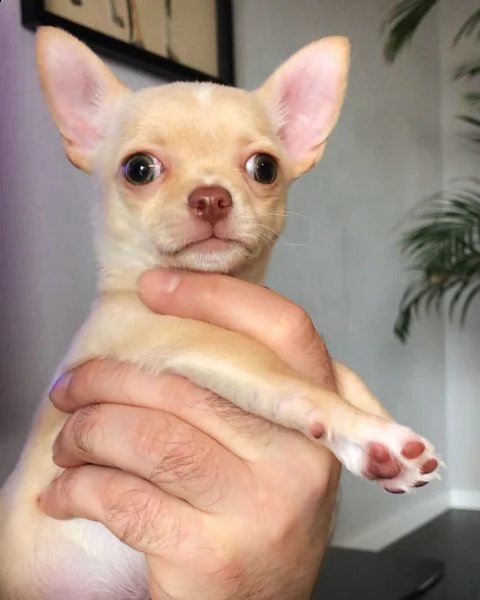  bellissimi cuccioli chihuahua  | Foto 2