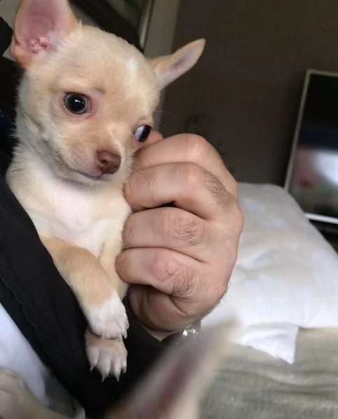  bellissimi cuccioli chihuahua 