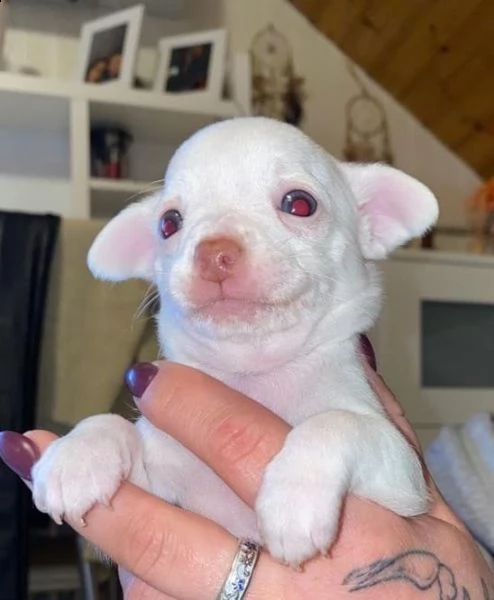  bellissimi cuccioli chihuahua  | Foto 1