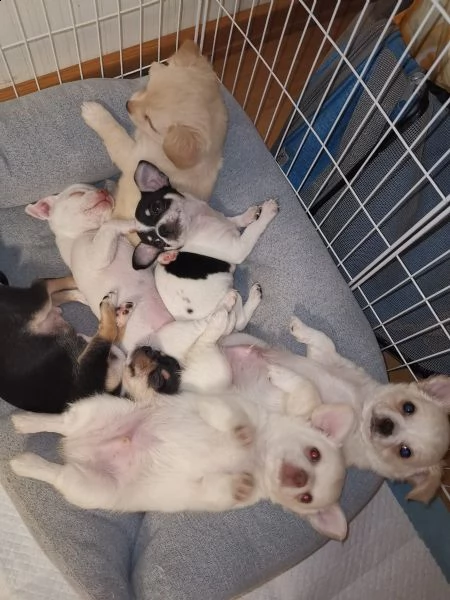  bellissimi cuccioli chihuahua  | Foto 0