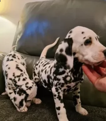 vendo bellissimi cuccioli di dalmata di 3 mesi 