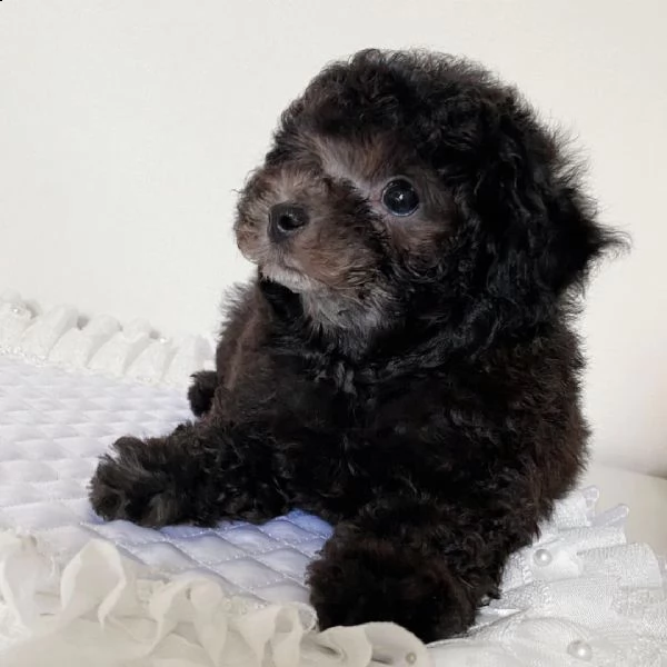 cuccioli di barboncino  femminucce e maschietti disponibili .