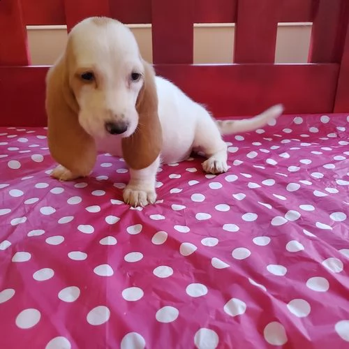 regalo adorabili basset hound femminucce e maschietti disponibili per natale