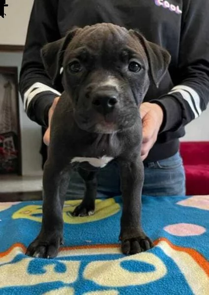  cuccioli di pitbull ukc 