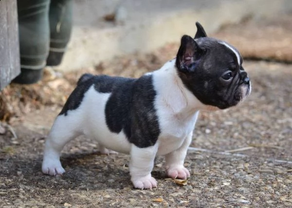 bellissimi cuccioli di bulldog francese