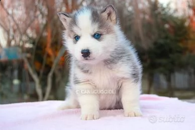 cucciolo siberian husky