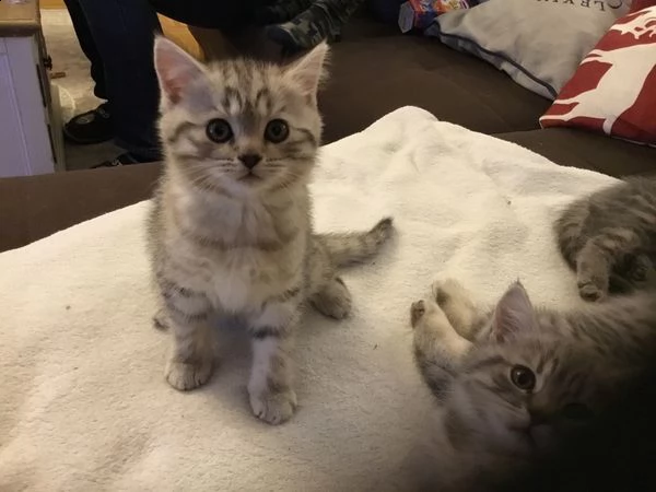 british shorthair 