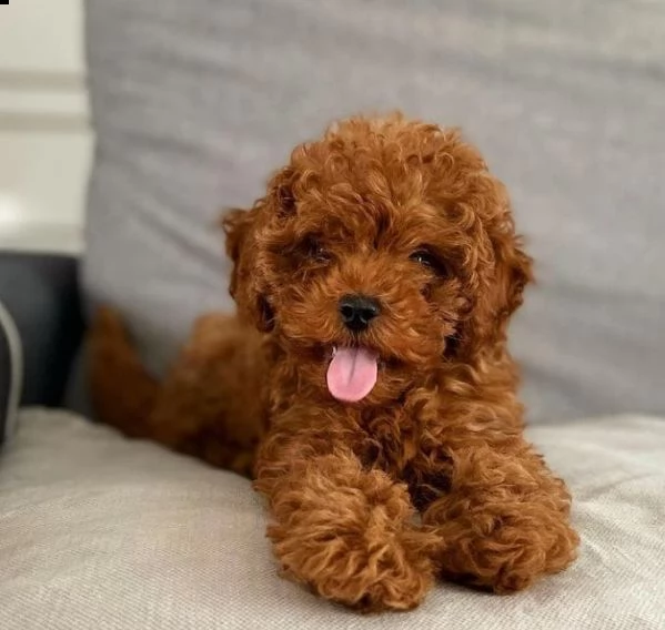 2regalo barboncino,,, | Foto 0