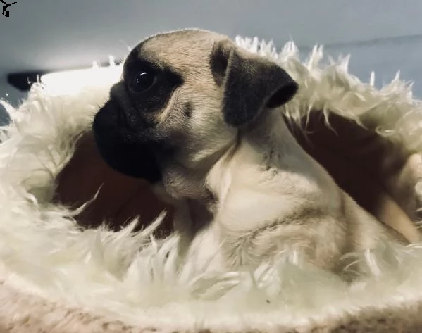  regalo carlino,,, | Foto 1