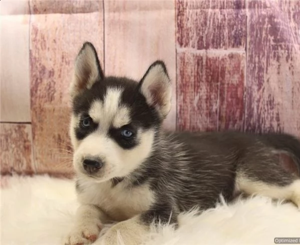 cuccioli di siberian husky