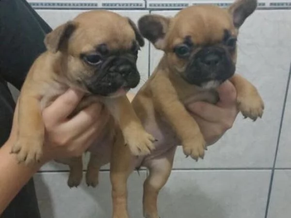 regalo cuccioli di carlino....