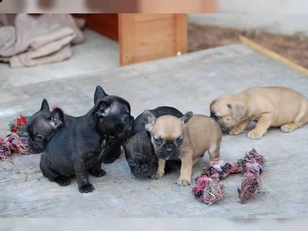 regalo cuccioli di bulldog francese....