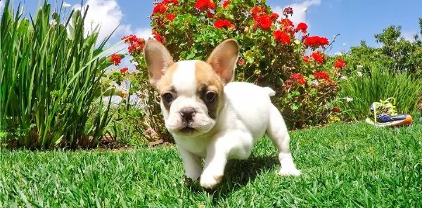 regalo cuccioli di bulldog francese...........