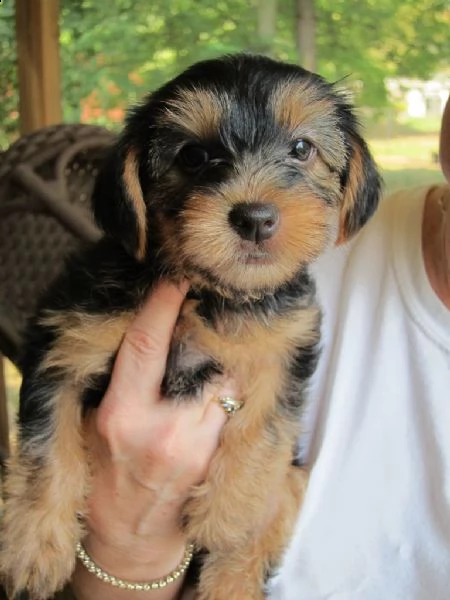 belllissimi cuccioli di yorkshire terrier | Foto 0