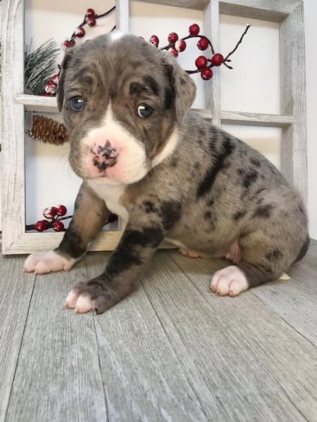 regalo cuccioli pitbull per natale