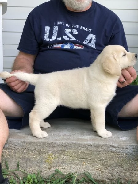 regalo cuccioli labrador per natale