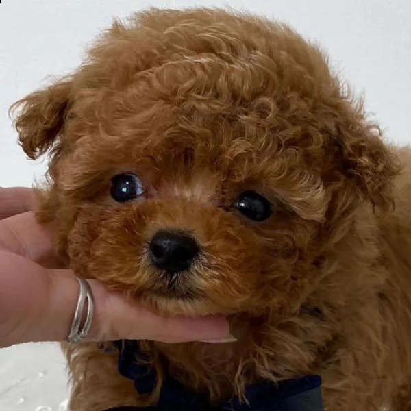  cuccioli di barboncino  femminucce e maschietti disponibili .