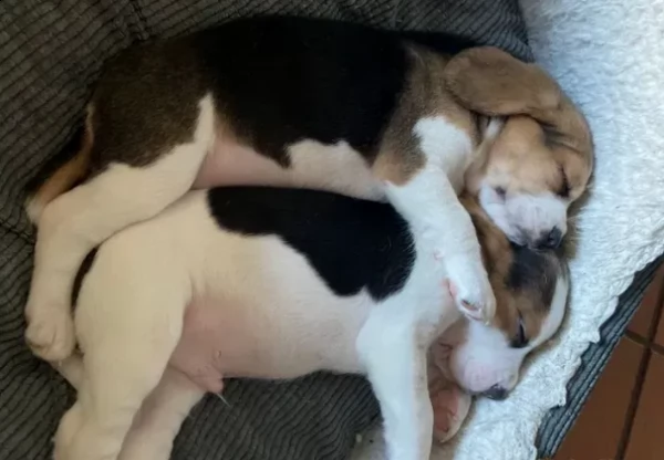 cuccioli di beagle