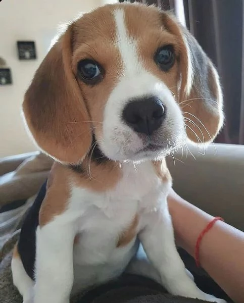 adorabili beagle ragazze e ragazzi disponibili per adozione gratuita