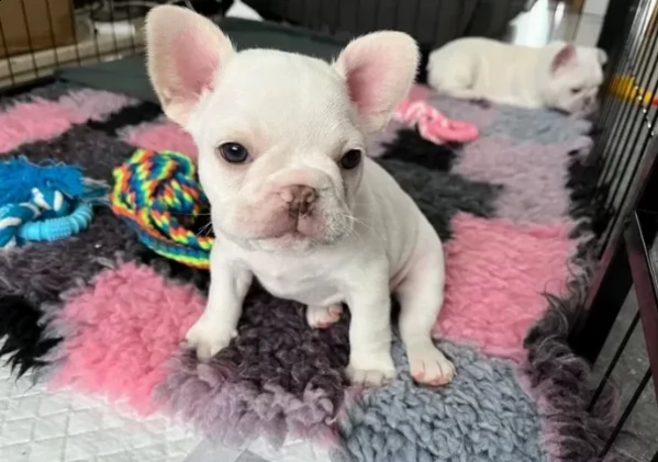 cuccioli di bulldog francese
